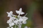 Snowy orchid